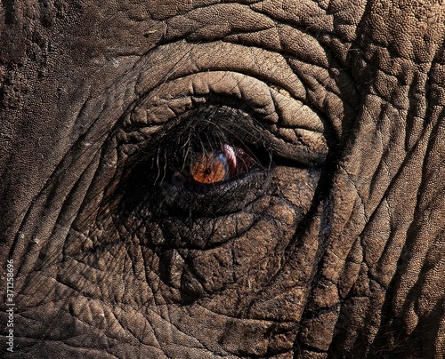 African Elephant, loxodonta africana, Close up of Eye © slowmotiongli