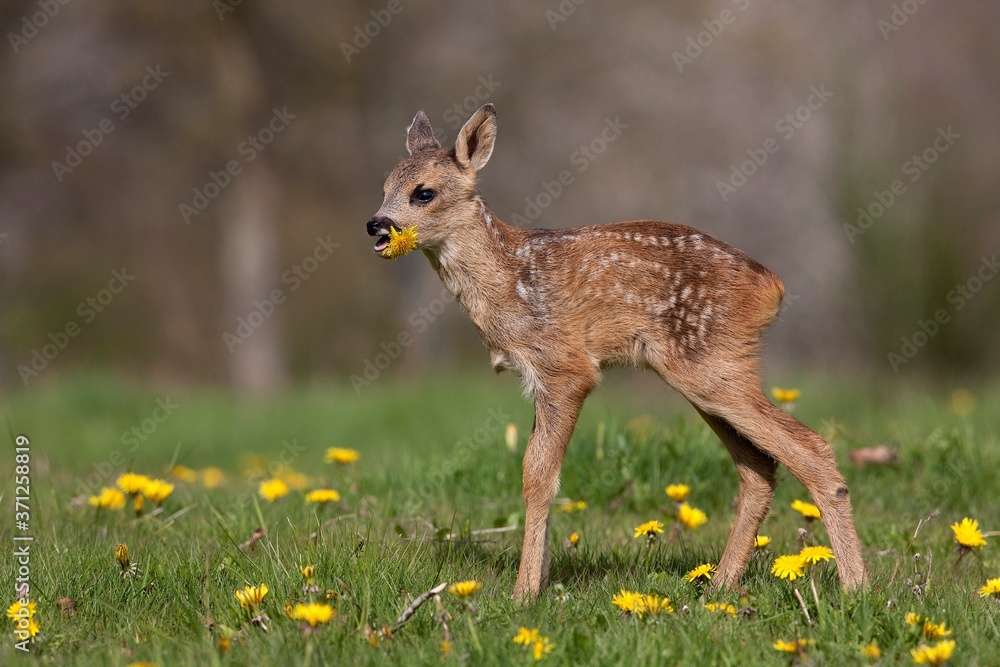 Roe Deer, capreolus capreolus, Fawn with Flowers, Eating Dandelion, Normandy