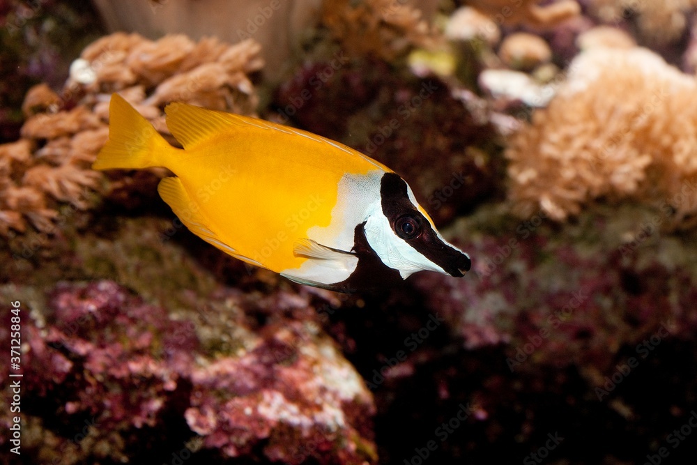 Foxface or Badgerface, siganus vulpinus Foxface or Badgerface, siganus vulpinus
