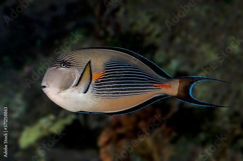 Sohal Tang or Sohal Surgeonfish, acanthurus sohal, Adult photo