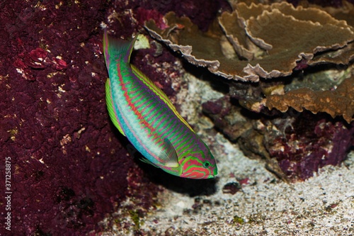 Red Sea Klunzinger Wrasse or Ruppell's Wrasse, thalassoma rueppellii photo