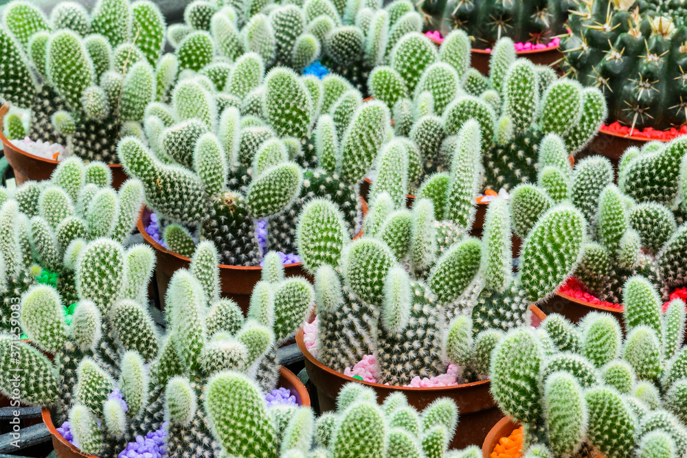 close-up of Cactus blooming in the potted close-up of Cactus blooming in the potted