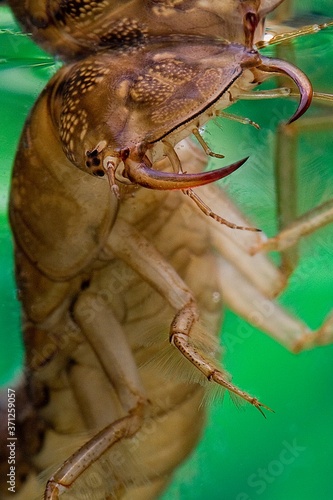 Great Diving Beetle, dytiscus marginalis, Larva standing in Water, Head with Fangs, Normandy