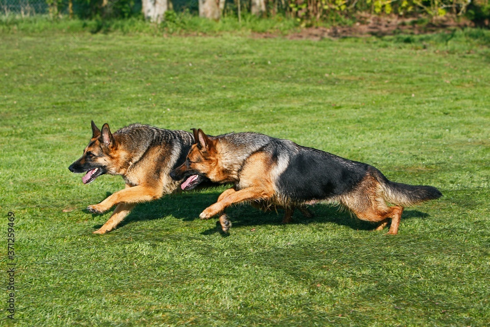 German Shepherd Dog, Adults running on Lawn