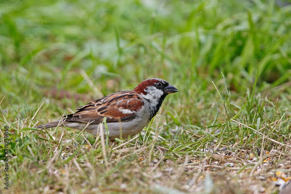 House Sparrow, passer domesticus, Male standing on Grass, Normandy House Sparrow, passer domesticus, Male standing on Grass, Normandy