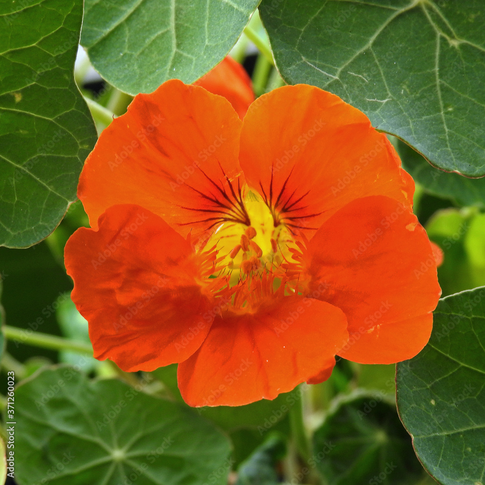 buds and inflorescences of a plant called nasturtium, commonly found in home gardens in the city of Białystok in Podlasie in Poland buds and inflorescences of a plant called nasturtium, commonly found in home gardens in the city of Białystok in Podlasie in Poland