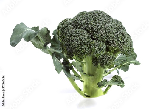 Broccoli Cabbage, brassica oleracea against White Background