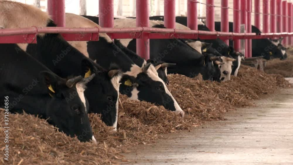 Line of Black and white Holstein Friesian dairy cattle eating hay and