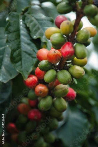 Wallpaper Mural Café de Nariño Torontodigital.ca