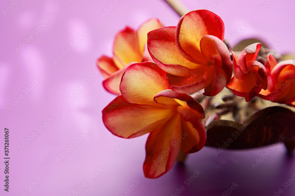 bunch of frangipani flowers bunch of frangipani flowers