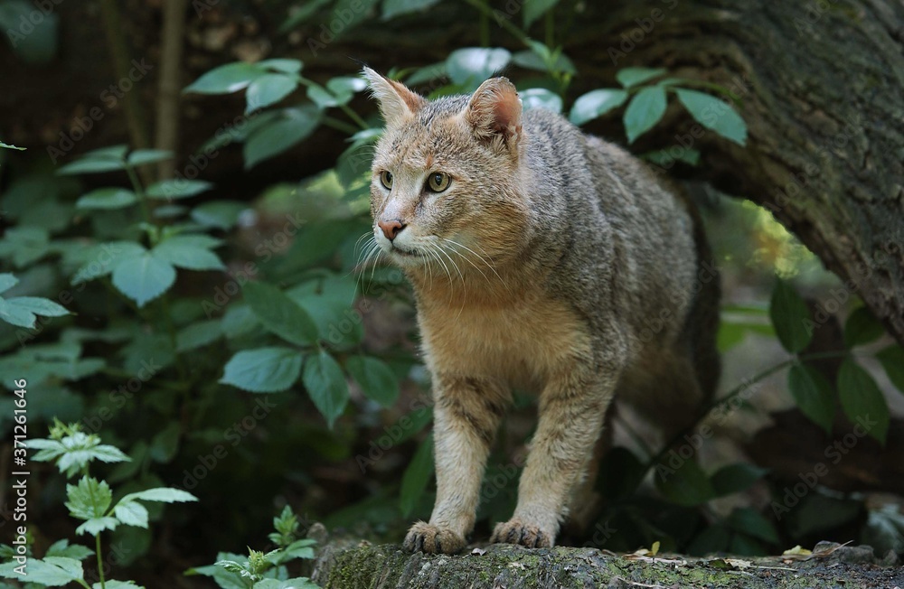 Obraz premium Jungle Cat, felis chaus, Adult