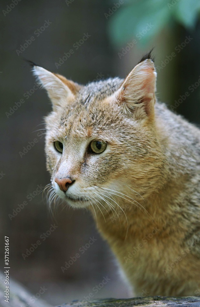 Obraz premium Jungle Cat, felis chaus, Portrait of Adult