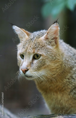 Jungle Cat, felis chaus, Portrait of Adult