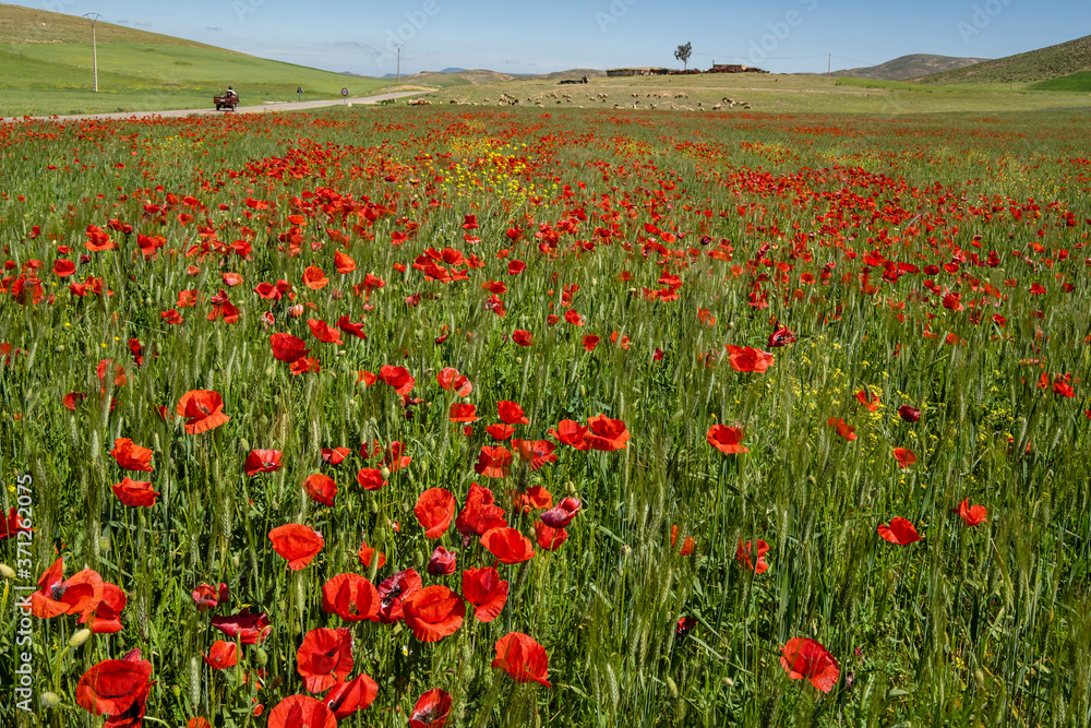 campo de amapolas, Azrou, Ifrane, Marruecos, Africa