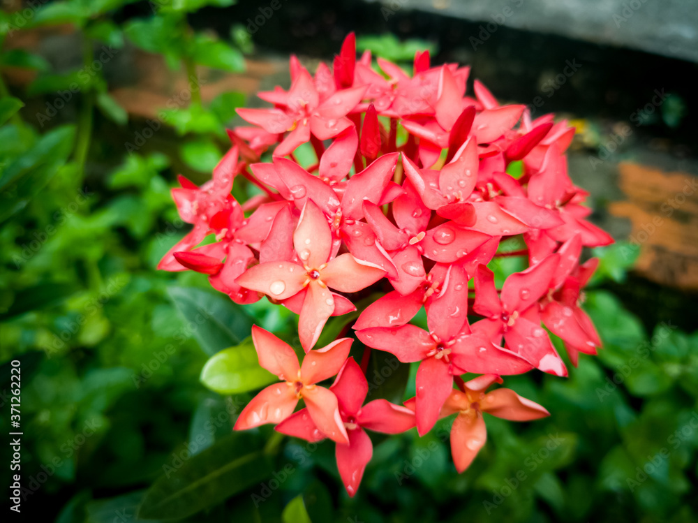 pink and red flower pink and red flower