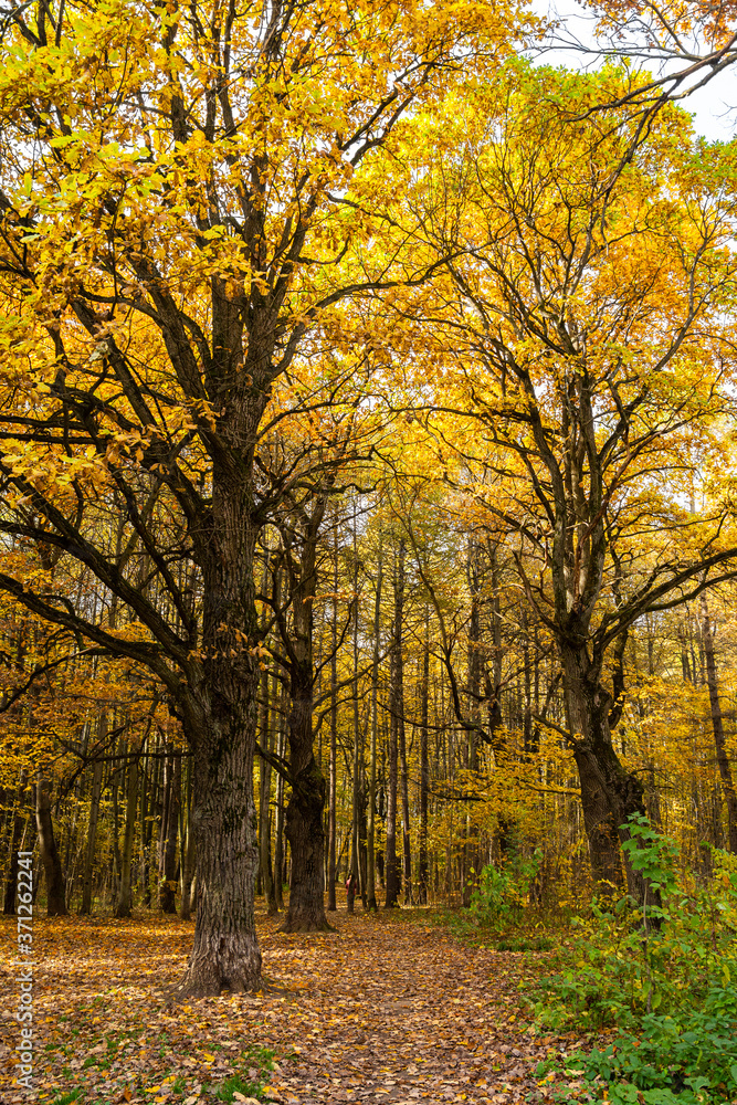Beautiful autumn view of Bitsa Park (Bitsevski Park), Central Chertanovo, Moscow, Russia Beautiful autumn view of Bitsa Park (Bitsevski Park), Central Chertanovo, Moscow, Russia