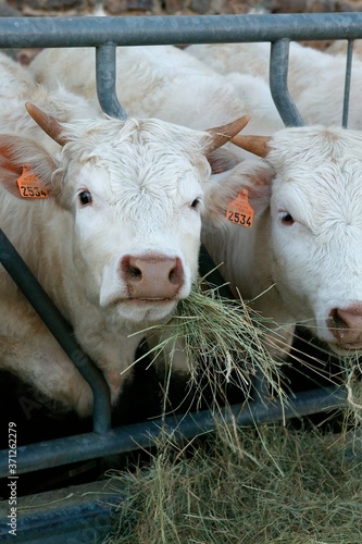 Charolais Domestic Cattle eating Hay