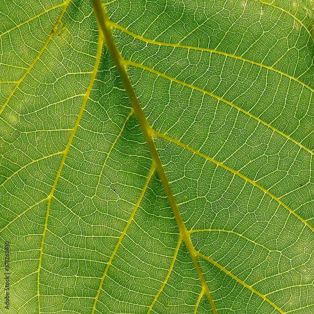 Obraz premium macro leaf innervation of plants from the Biała River valley in the city of Białystok in Podlasie in Poland