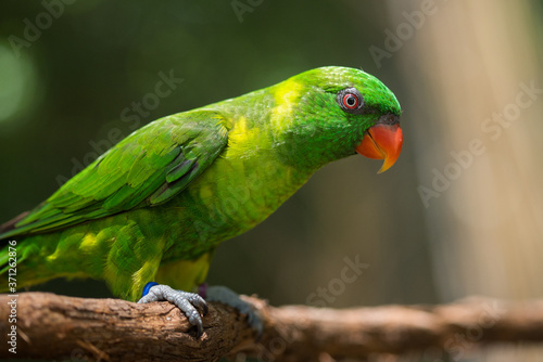 Incredibly colorful lorikeets. photo