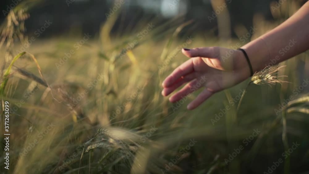 Young womans hand in wheat field Young womans hand in wheat field