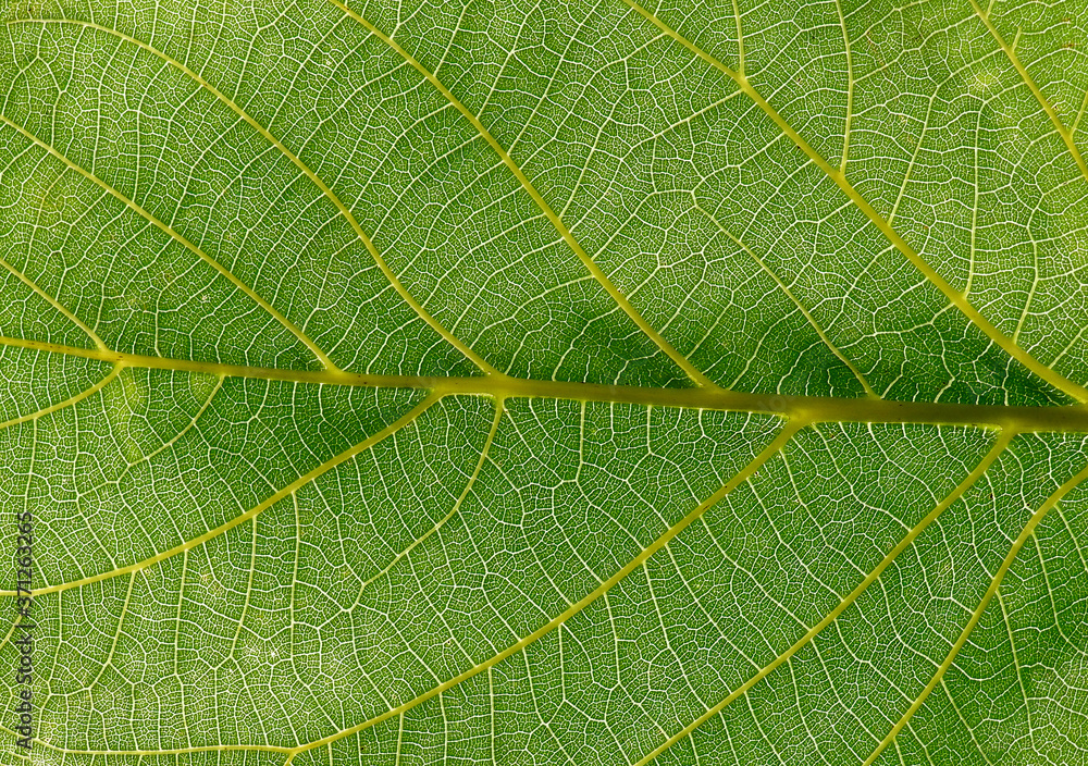 Obraz premium macro leaf innervation of plants from the Biała River valley in the city of Białystok in Podlasie in Poland