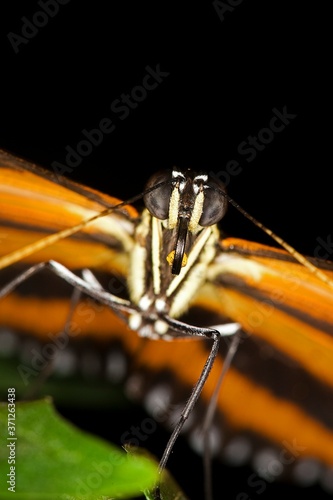 Eueides butterfly, eueides isabella, Close up of Head photo