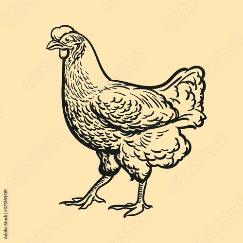 Chicken illustration, retro, vintage, linocut design for restaurants, bbq