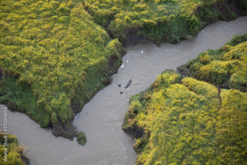 Aerial View of Hippos in Kenya, Africa