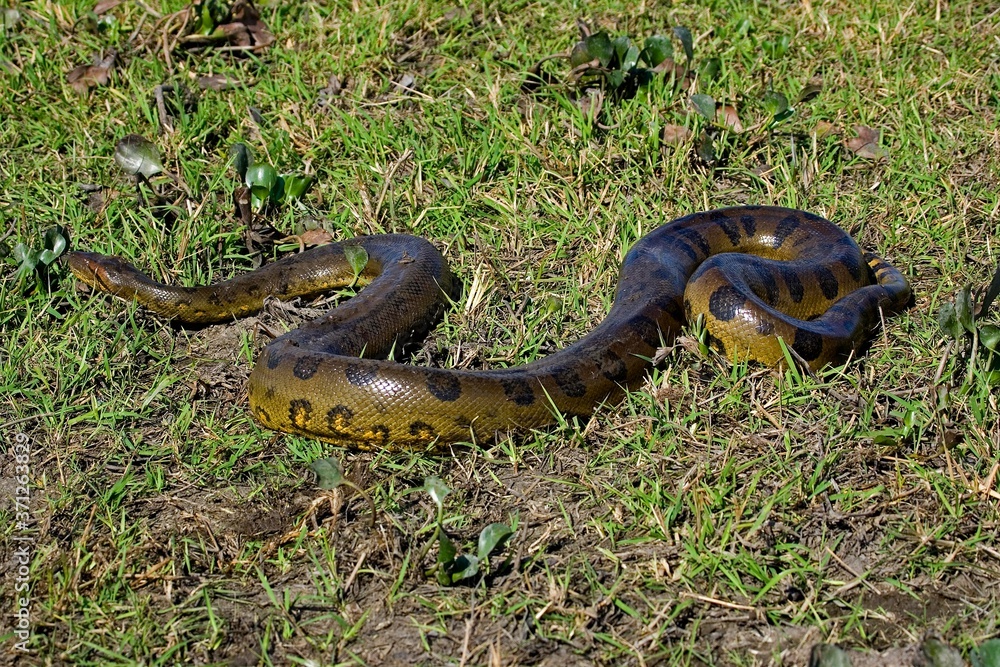 Naklejka premium Green Anaconda, eunectes murinus, Los Lianos in Venezuela