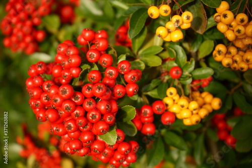 czerwona i żółta jarzębina , Sorbus aucuparia