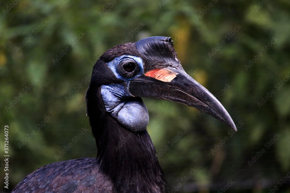 Fototapeta premium Abyssian Ground Hornbill or Norhtern Ground Hornbill, bucorvus abyssinicus, Portrait of Female