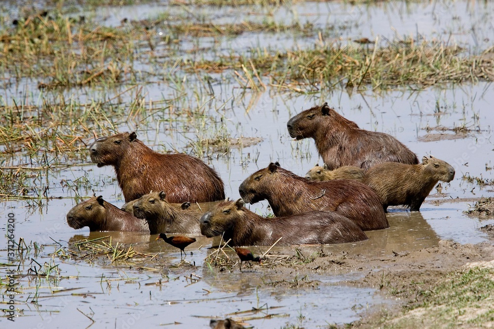 Capybara, hydrochoerus hydrochaeris, Group standing in Swamp, Los Lianos in Venezuela Capybara, hydrochoerus hydrochaeris, Group standing in Swamp, Los Lianos in Venezuela