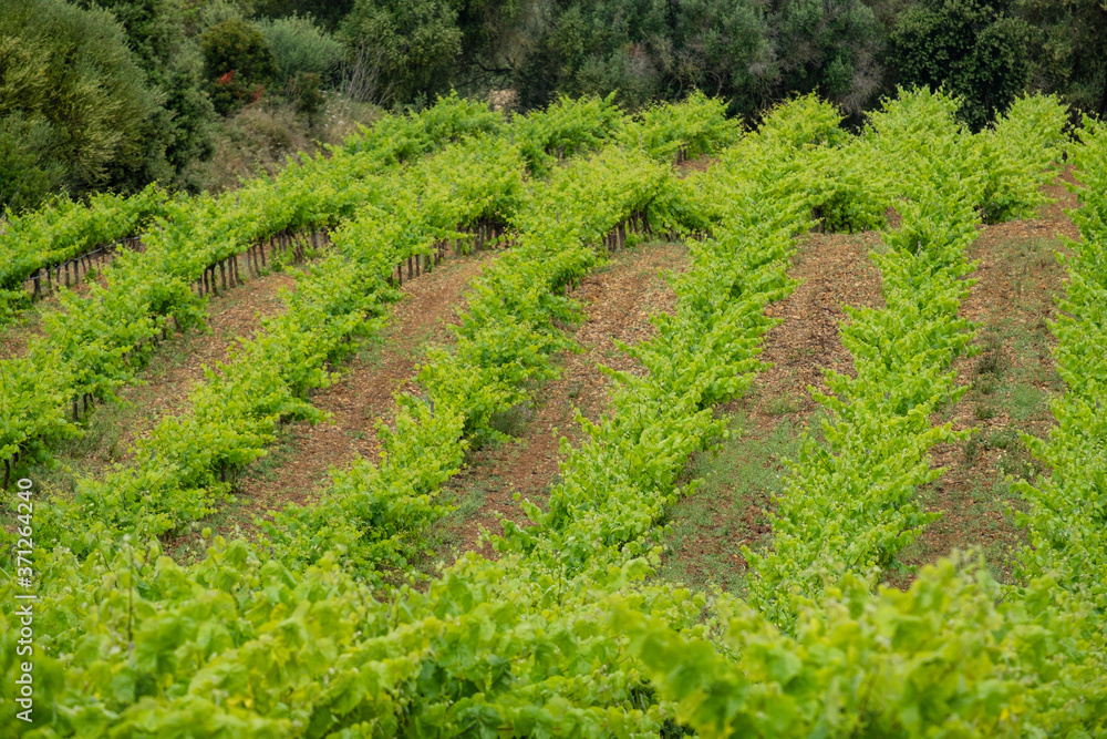 plantacion de viñedos bajo la lluvia, Algaida, Mallorca, Balearic Islands, Spain plantacion de viñedos bajo la lluvia, Algaida, Mallorca, Balearic Islands, Spain
