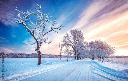 Canvas Print snowy alley in cold winter morning at countryside
