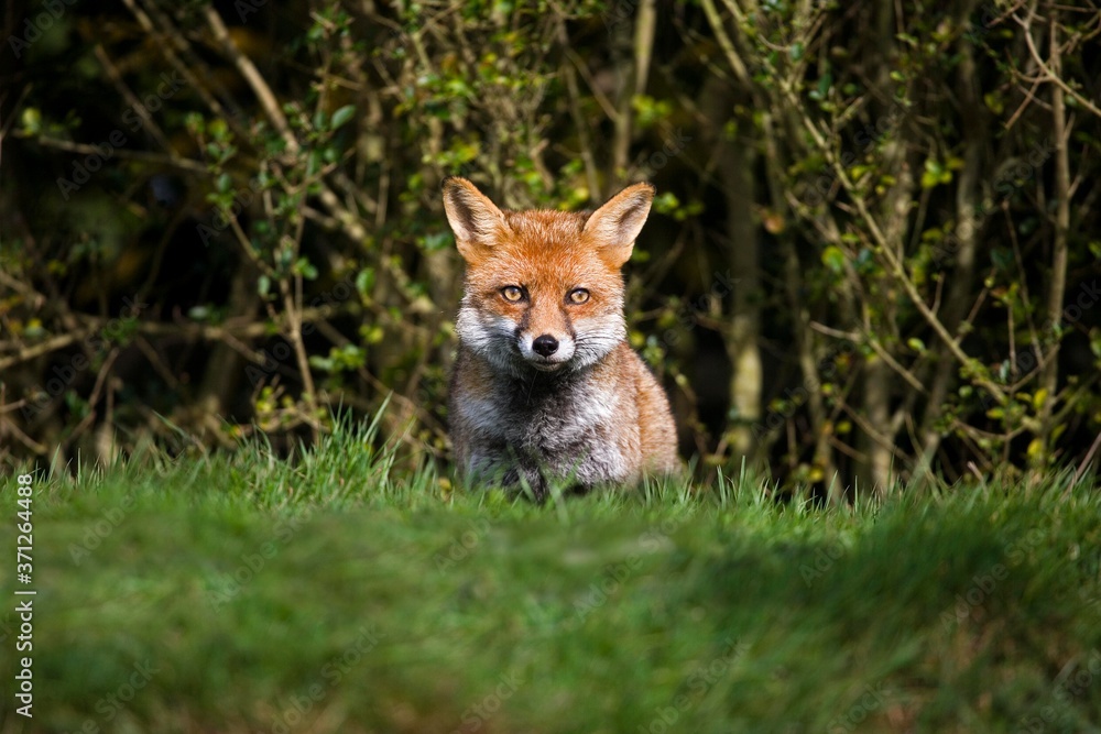 Red Fox, vulpes vulpes, Adult standing on Grass, Normandy Red Fox, vulpes vulpes, Adult standing on Grass, Normandy