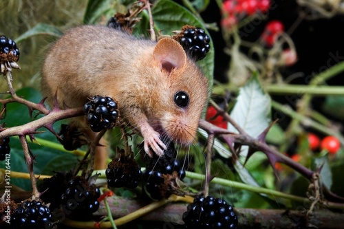 Tableau sur toile Common Dormouse, muscardinus avellanarius, Adult eating Berries, Normandy