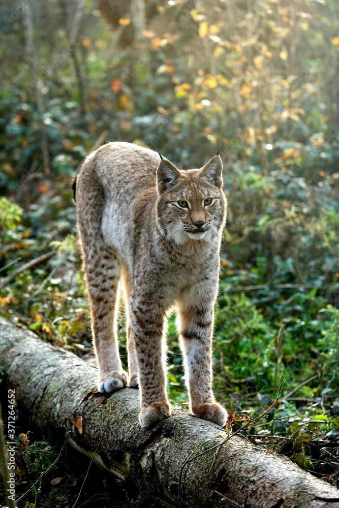 Siberian Lynx, lynx lynx wrangeli, Adult standing on Branch Siberian Lynx, lynx lynx wrangeli, Adult standing on Branch