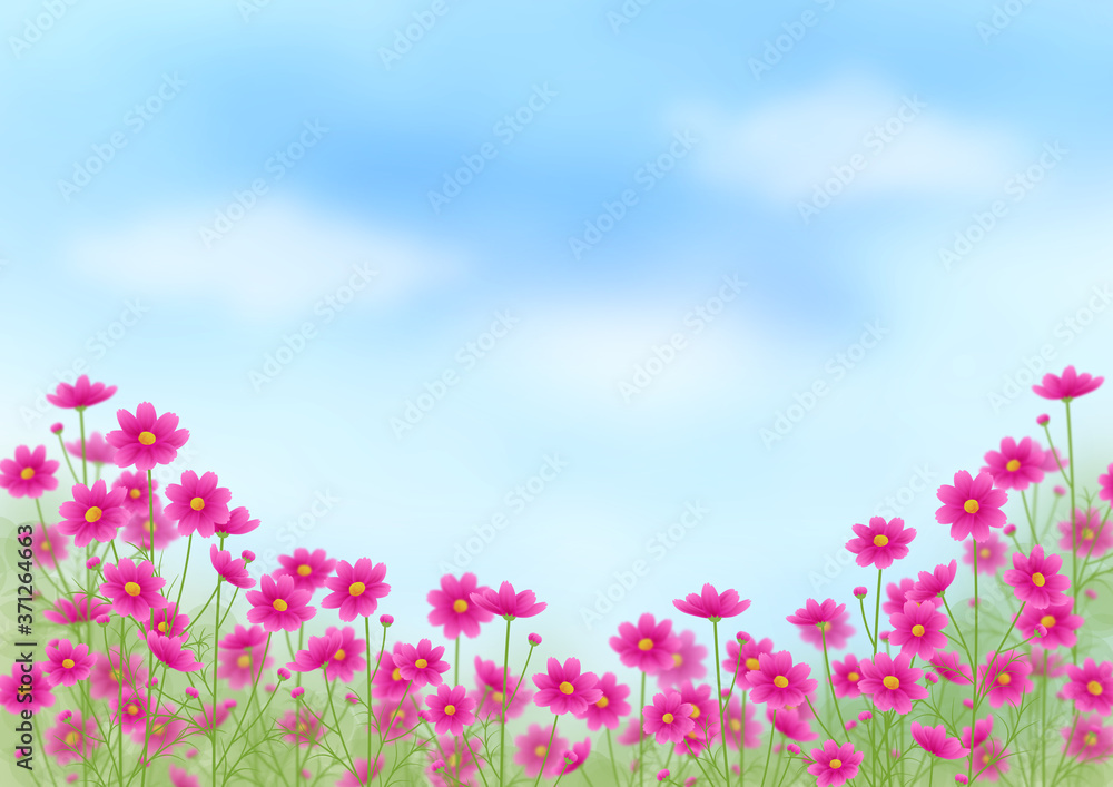 ピンクのグラデーションのコスモス畑と青空、秋の風景、コピースペース