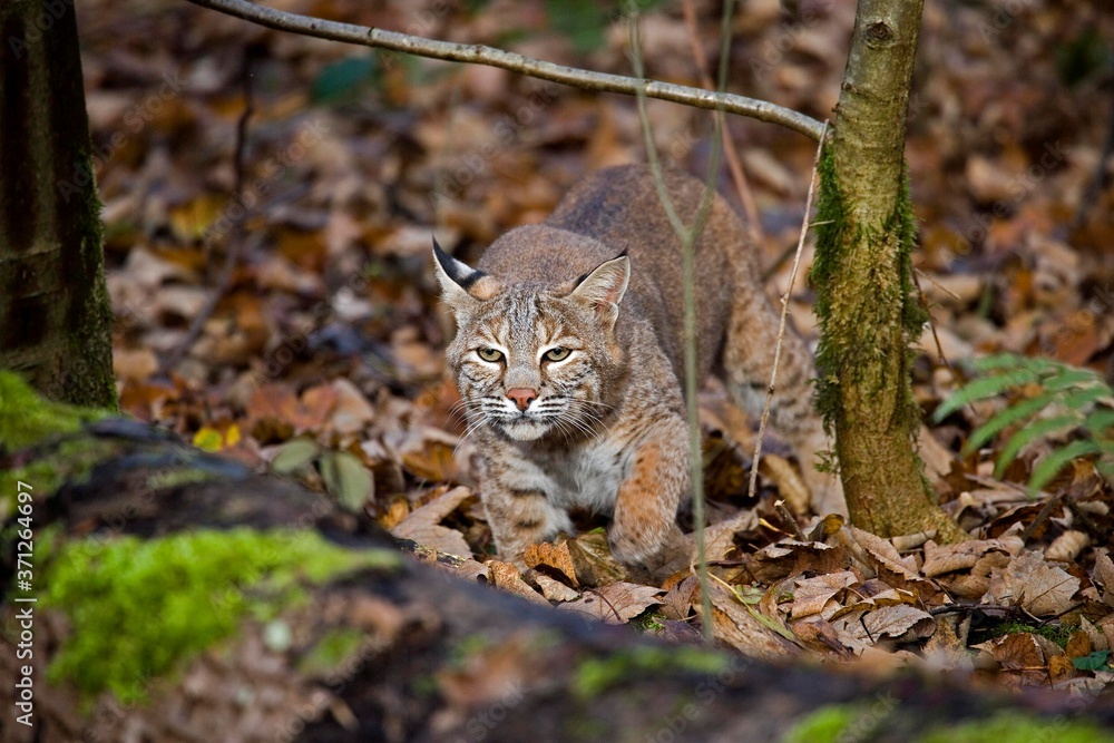 European Lynx, felis lynx, Adult European Lynx, felis lynx, Adult