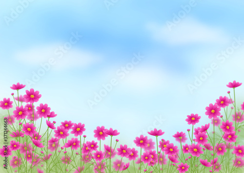 ピンクのグラデーションのコスモス畑と青空、秋の風景、コピースペース © chromame