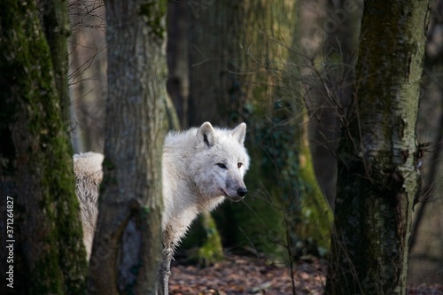 Arctic Wolf, canis lupus tundrarum, Adult hidden behind Trees photo