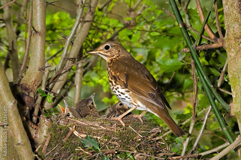 Song Thrush, turdus philomelos, Adult with Chicks at Nest, Normandy Song Thrush, turdus philomelos, Adult with Chicks at Nest, Normandy