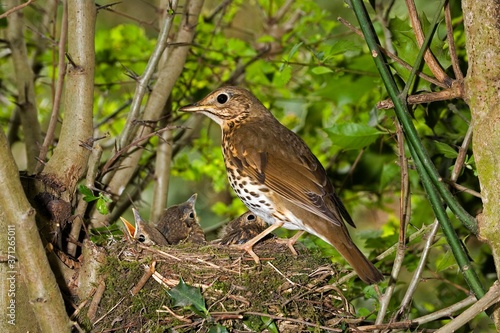 Song Thrush, turdus philomelos, Adult with Chicks at Nest, Normandy