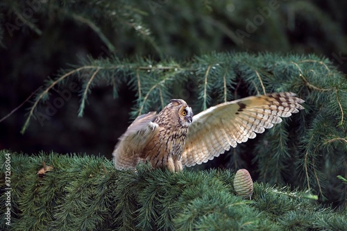 Long-Eared Owl, asio otus, Adult standing on Branch, Taking off, Normandy