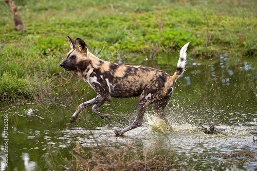 African Wild Dog, lycaon pictus, Adult at Water Hole, Namibia