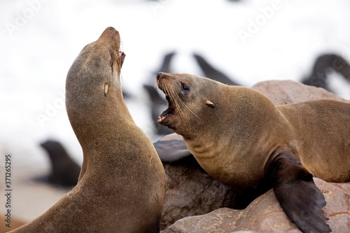 South African Fur Seal, arctocephalus pusillus, Females on Rocks, Cape Cross in Namibia