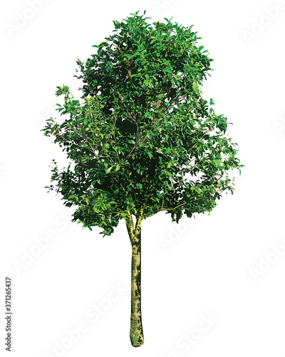 isolated green tree on white background vector design