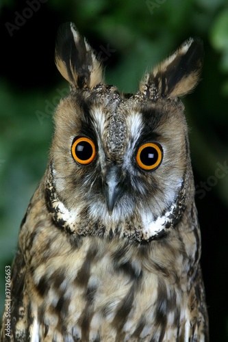 Long-Eared Owl, asio otus, Portrait of Adult, Normandy © slowmotiongli
