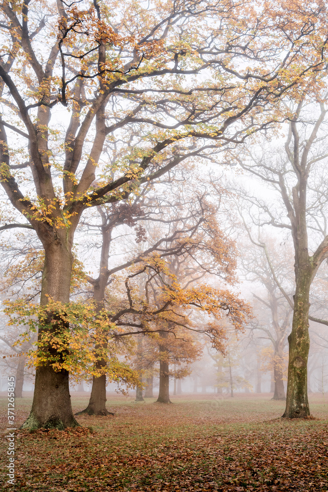 Fog amongst trees in a park in autumn Fog amongst trees in a park in autumn
