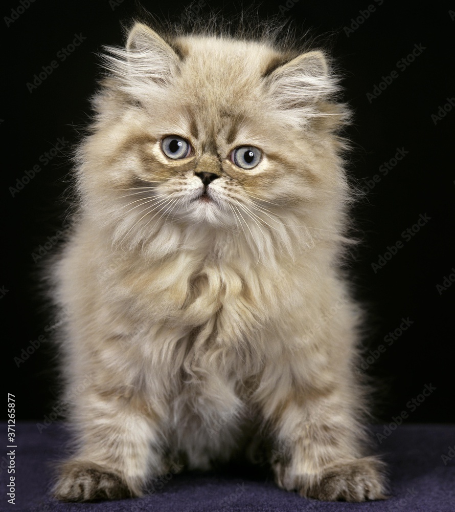 Colourpoint Seal Point Persian Domestic Cat, Kitten against Black Background